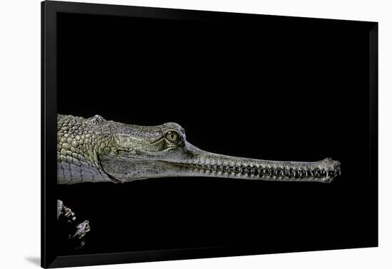 Gavialis Gangeticus (Gharial)-Paul Starosta-Framed Photographic Print