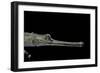Gavialis Gangeticus (Gharial)-Paul Starosta-Framed Photographic Print