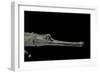 Gavialis Gangeticus (Gharial)-Paul Starosta-Framed Photographic Print