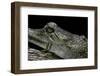 Gavialis Gangeticus (Gharial)-Paul Starosta-Framed Photographic Print