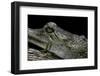 Gavialis Gangeticus (Gharial)-Paul Starosta-Framed Photographic Print