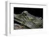 Gavialis Gangeticus (Gharial)-Paul Starosta-Framed Photographic Print