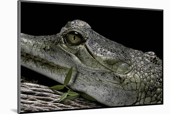 Gavialis Gangeticus (Gharial)-Paul Starosta-Mounted Photographic Print