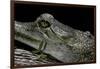 Gavialis Gangeticus (Gharial)-Paul Starosta-Framed Photographic Print