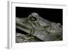 Gavialis Gangeticus (Gharial)-Paul Starosta-Framed Photographic Print