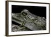 Gavialis Gangeticus (Gharial)-Paul Starosta-Framed Photographic Print