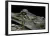 Gavialis Gangeticus (Gharial)-Paul Starosta-Framed Photographic Print