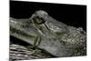 Gavialis Gangeticus (Gharial)-Paul Starosta-Mounted Photographic Print