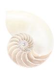 Scallop Shell And Pearl-Gavin Kingcome-Stretched Canvas