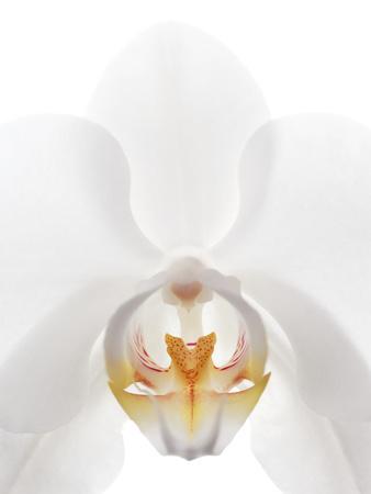 Orchid Flower (family Orchidaceae)