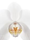 Orchid Flower (family Orchidaceae)-Gavin Kingcome-Photographic Print