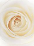 White Rose (Rosa Sp.)-Gavin Kingcome-Photographic Print