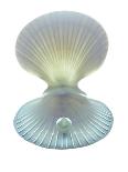 Nautilus Shell-Gavin Kingcome-Photographic Print