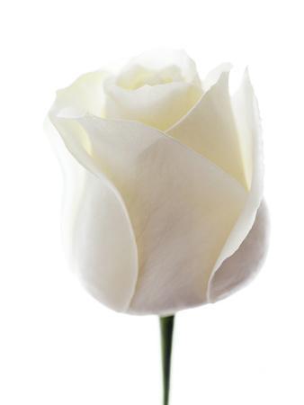 White Rose (Rosa Sp.)