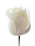 White Rose (Rosa Sp.)-Gavin Kingcome-Photographic Print