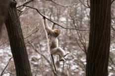 Sichuan Golden Snub-Nosed Monkey (Rhinopithecus Roxellana) Hanging Off Branch-Gavin Maxwell-Mounted Photographic Print