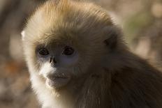 Sichuan Golden Snub-Nosed Monkey (Rhinopithecus Roxellana) Hanging Off Branch-Gavin Maxwell-Stretched Canvas