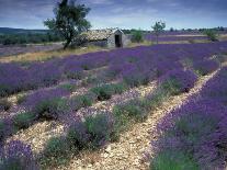 Lavender Field, Provence, France-Gavriel Jecan-Photographic Print