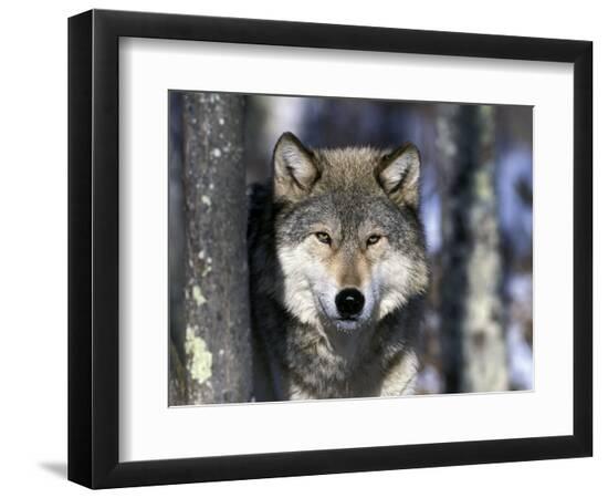 Premium Photographic Print, , large