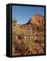 Gayfeather, Palo Duro Canyon State Park, Texas, USA-Larry Ditto-Framed Stretched Canvas