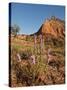 Gayfeather, Palo Duro Canyon State Park, Texas, USA-Larry Ditto-Stretched Canvas