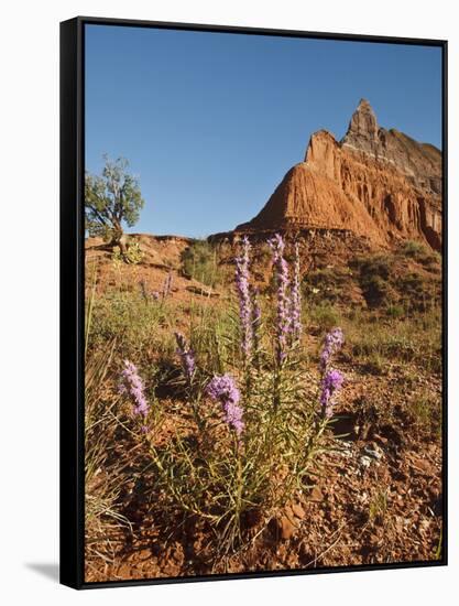 Gayfeather, Palo Duro Canyon State Park, Texas, USA-Larry Ditto-Framed Stretched Canvas