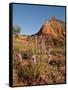 Gayfeather, Palo Duro Canyon State Park, Texas, USA-Larry Ditto-Framed Stretched Canvas