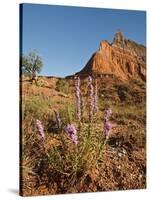 Gayfeather, Palo Duro Canyon State Park, Texas, USA-Larry Ditto-Stretched Canvas