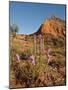 Gayfeather, Palo Duro Canyon State Park, Texas, USA-Larry Ditto-Mounted Photographic Print