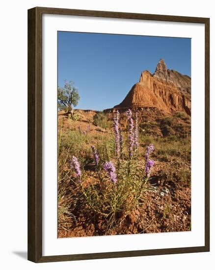 Gayfeather, Palo Duro Canyon State Park, Texas, USA-Larry Ditto-Framed Photographic Print