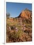 Gayfeather, Palo Duro Canyon State Park, Texas, USA-Larry Ditto-Framed Photographic Print