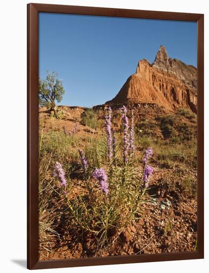 Gayfeather, Palo Duro Canyon State Park, Texas, USA-Larry Ditto-Framed Photographic Print