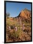 Gayfeather, Palo Duro Canyon State Park, Texas, USA-Larry Ditto-Framed Photographic Print