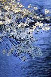 Lakeside Redbud Tree Blooms in Spring-Gayle Harper-Photographic Print