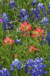 Texas Hill Country wildflowers, Texas. Bluebonnets and Indian Paintbrush-Gayle Harper-Photographic Print