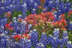 Texas Hill Country wildflowers, Texas. Bluebonnets and Indian Paintbrush-Gayle Harper-Photographic Print