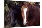 Wood Mount