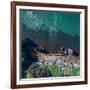 Gayundah Wreck Shipwreck in the Middle of the Ocean. Rust Boat on the Coast with Nice Ocean Color B-SaintM Photos-Framed Photographic Print