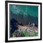 Gayundah Wreck Shipwreck in the Middle of the Ocean. Rust Boat on the Coast with Nice Ocean Color B-SaintM Photos-Framed Photographic Print