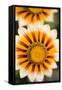Gazania Flowers-null-Framed Stretched Canvas