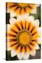 Gazania Flowers-null-Stretched Canvas