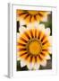 Gazania Flowers-null-Framed Photographic Print