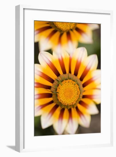 Gazania Flowers-null-Framed Photographic Print