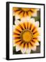 Gazania Flowers-null-Framed Photographic Print