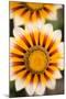 Gazania Flowers-null-Mounted Photographic Print