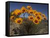 Gazanias in Namaqua National Park, Namaqualand, Northern Cape, South Africa, Africa-Steve & Ann Toon-Framed Stretched Canvas