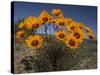 Gazanias in Namaqua National Park, Namaqualand, Northern Cape, South Africa, Africa-Steve & Ann Toon-Stretched Canvas