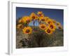 Gazanias in Namaqua National Park, Namaqualand, Northern Cape, South Africa, Africa-Steve & Ann Toon-Framed Photographic Print