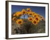 Gazanias in Namaqua National Park, Namaqualand, Northern Cape, South Africa, Africa-Steve & Ann Toon-Framed Photographic Print