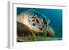 Gaze-Dmitry Marchenko-Framed Photographic Print